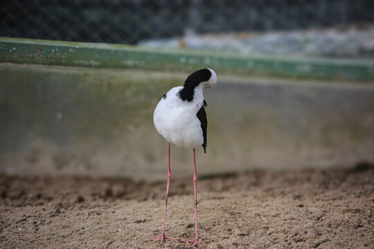 Black-winged stilt preening feathers on sandy ground full body view.