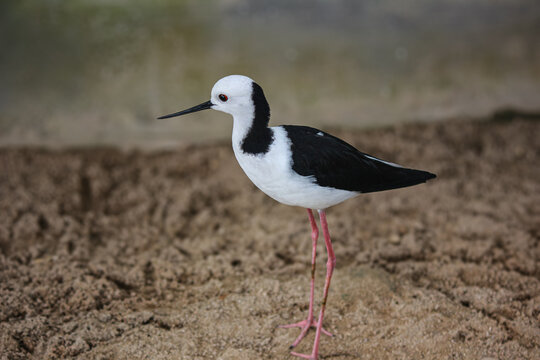 Black-winged stilt bird standing on muddy shoreline side view.