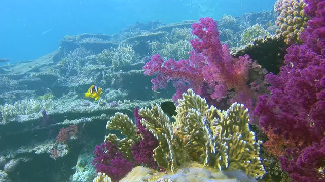 Vivid Purple Soft Corals Rise Above a Clear Tropical Reef Underwater. Large purple and pink soft corals stand beside branching reef forms while small yellow fish cross the bright blue background.