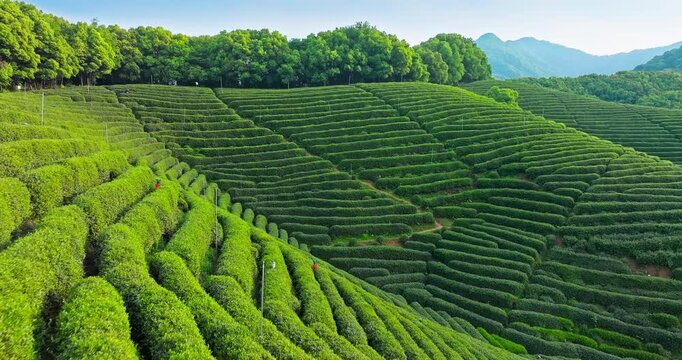 Terraced tea plantation covers rolling green hills beneath a forested ridge, with layered rows, narrow paths, distant mountain peaks, and bright sunlight.
