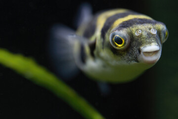 Tetraodon Pufferfish Swimming in Freshwater Aquarium © Intel
