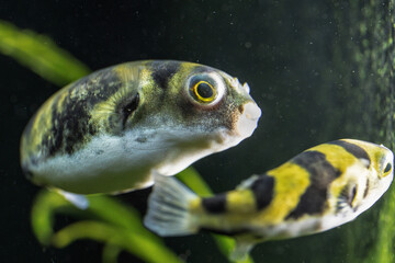 Tetraodon Pufferfish Swimming in Freshwater Aquarium © Intel