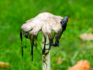 Shaggy Ink Cap Coprinus-comatus Fungi In Various Stages of Decay © susie peek