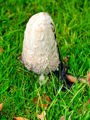 Shaggy Ink Cap Coprinus-comatus Fungi In Various Stages of Decay © susie peek