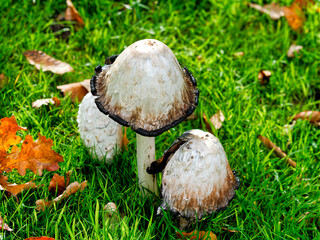 Shaggy Ink Cap Coprinus-comatus Fungi In Various Stages of Decay © susie peek