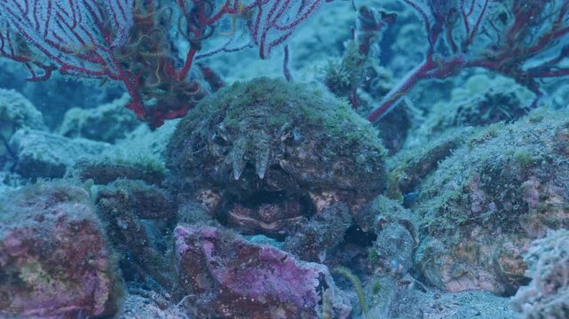 Sheep crab rising up from squat position.