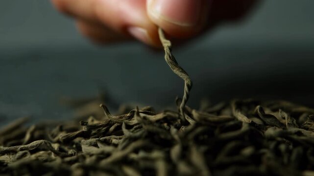 Hand carefully selects and lifts a single curled dried tea leaf from a loose pile, revealing delicate texture and twisted form in a close-up view against a dark background