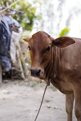 Side profile portrait of a cute brown calf standing outdoors in a rural village farm © Autul