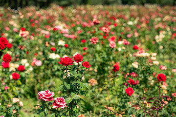 Fototapeta premium A vibrant field of blooming garden roses in the foreground, surrounded by a lush green foliage background under bright sunlight. Ideal for nature, gardening, and botanical concepts.