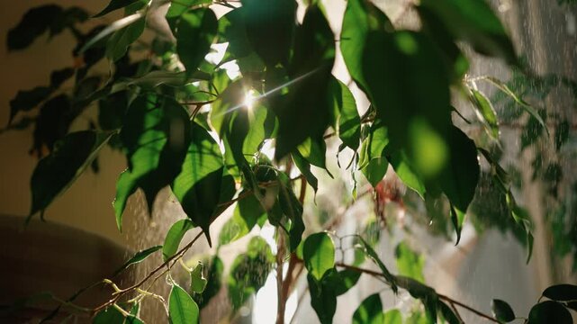 Bright morning sun shining through the fresh green leaves of a ficus tree while a gardener sprays it with water, creating a refreshing mist and highlighting the beauty of nature