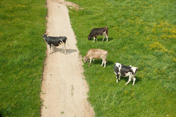 Cows  grazing on green hillside © Jaroslav