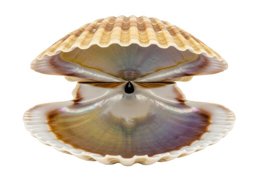 Beautiful open scallop shell with iridescent interior isolated on transparent background