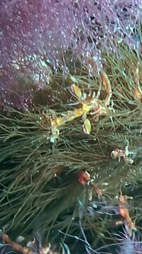Vertical video of skeleton shrimp over brown and purple algae. The tiny crustaceans cling to fine submerged growth in a colorful macro view filled with layered natural underwater texture.