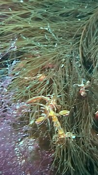 Vertical video of skeleton shrimp moving across fine vegetation. Multiple orange and yellow crustaceans cling to dense marine strands, creating layered macro texture with visible animal activity.
