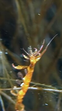 Vertical video of orange skeleton shrimp moving through hydroids. The slender crustacean is isolated against dark filamentous growth, revealing its segmented body and long appendages in close view.