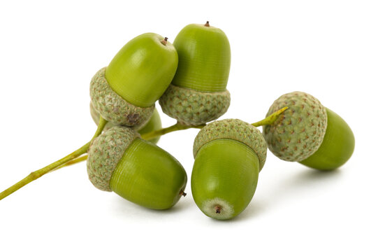Common oak acorns