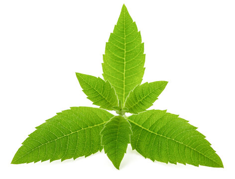 Lemon verbena