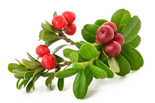 Lingonberry branch with red berries