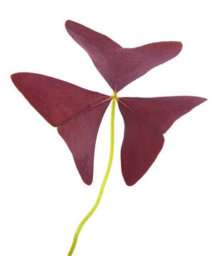 Oxalis triangularis purple leaf  isolated on white background