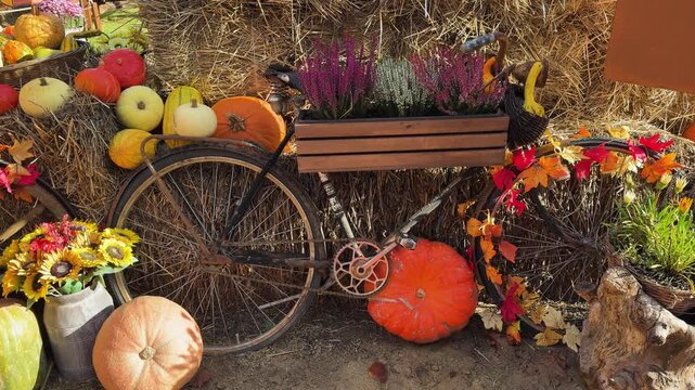 pumpkin patch at farm