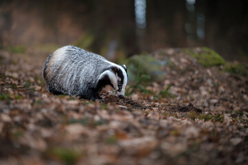European badger Meles meles sniffing the ground in a forest covered with dry autumn leaves. © Rudolf