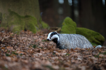 European badger Meles meles sniffing the ground in a forest covered with dry autumn leaves. © Rudolf