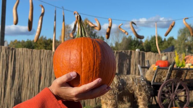 Mid-shot of person cradling medium orange pumpkin with both hands at chest level while wearing bright orange coat and teal collar, fingers interlaced under pumpkin indicate steadying or presenting