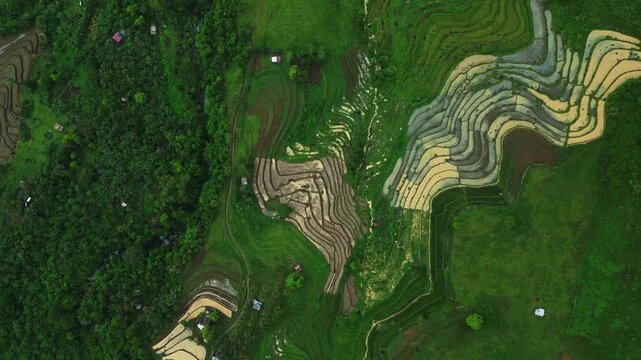 Drone footage flying above an intricate landscape of green and yellow rice paddies in San Jose, Camarines Sur. The fields form flowing lines, geometric divisions and contrasting textures of nature.