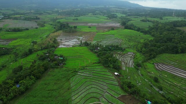 Open rice paddies surround a small rural community in San Jose, Ocampo Camarines Sur, Philippines, captured in a broad cinematic drone perspective.
