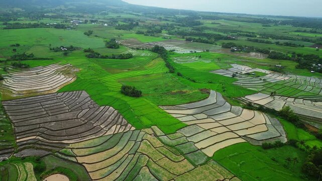 Yellow agricultural plots create geometric patterns across the countryside of San Jose, Ocampo Camarines Sur, Philippines, captured from above.