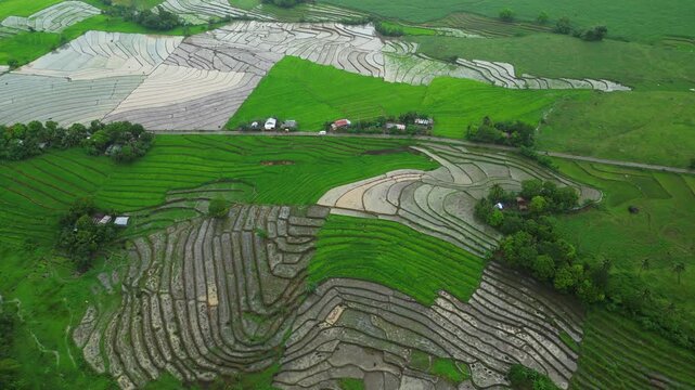 Drone perspective follows a broad stretch of rice-growing land in San Jose, Ocampo, Camarines Sur, Philippines, during the transition between harvest and replanting.