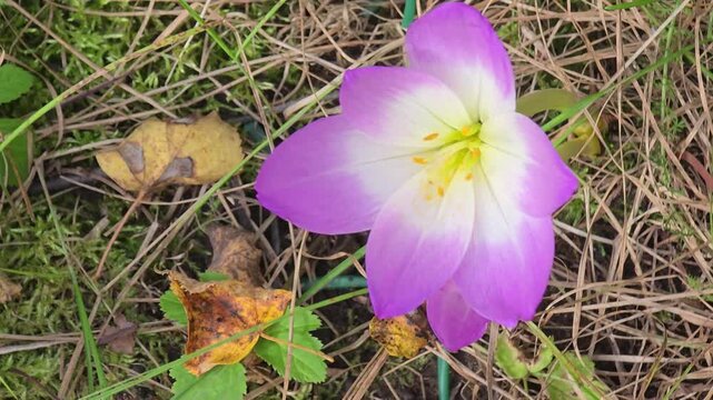 Close-up of a colchicum flower blooming among dry grass and fallen leaves, highlighting its delicate purple petals and late autumn beauty in a natural garden setting.