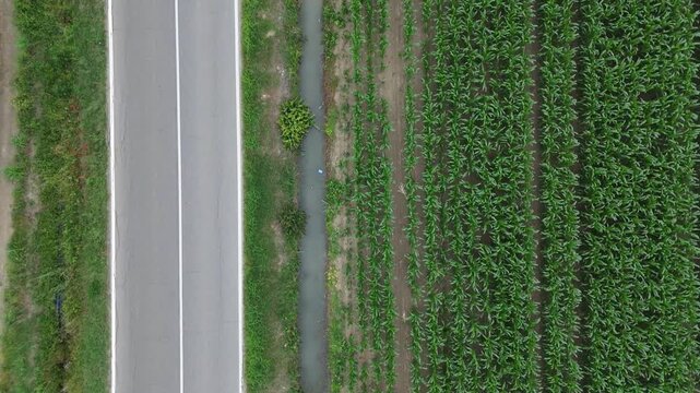 White garlic crop grows in dense organized rows beside a paved rural road, with narrow irrigation channels and cultivated soil visible between planting lines, top down drone forward flyover