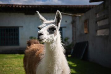 Fototapeta premium Llama portrait in ecuador