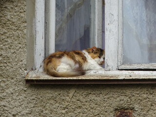 cat on the window © Роман Хмелівський