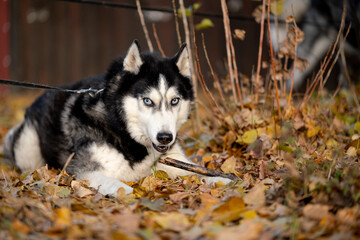 Walking with your favorite husky dogs in the park in autumn. Autumn walk in the park with your dog. © sergo321