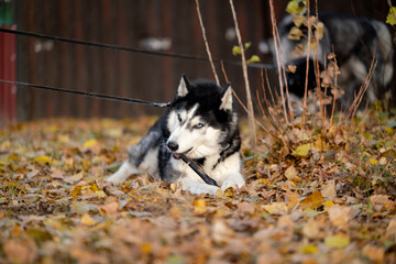 Walking with your favorite husky dogs in the park in autumn. Autumn walk in the park with your dog. © sergo321