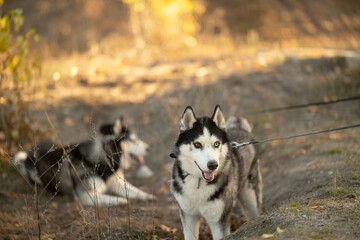 Walking with your favorite husky dogs in the park in autumn. Autumn walk in the park with your dog. © sergo321