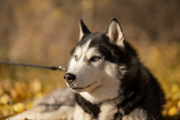 Walking with your favorite husky dogs in the park in autumn. Autumn walk in the park with your dog. © sergo321