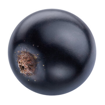 Black currant isolated on white background close-up with clipping path. Fresh juicy berries of blackcurrant detailed macro photo. Professional food photography