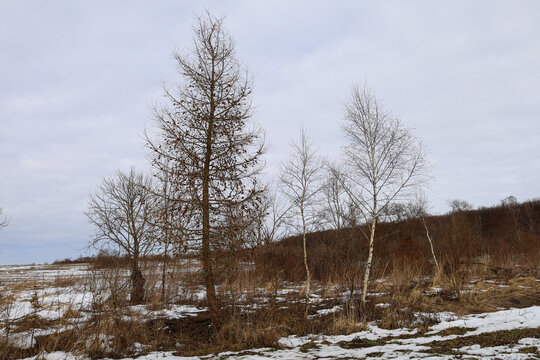 Solitary bare trees stand on a snowy clearing under a cloudy winter sky. Withered grass and patches of melting snow cover the ground around them. The quiet landscape conveys the understated beauty of 
