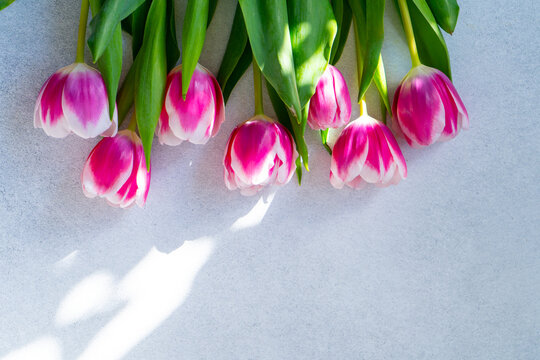 Pink tulips flowers. Floral bud. Tulip flower top view. Gray background copy space.