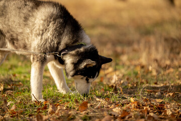 Walking with your favorite husky dogs in the park in autumn. Autumn walk in the park with your dog. © sergo321