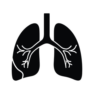 Lobar fissure lung anatomy and bronchial network silhouette vector for clinical respiratory pathology study