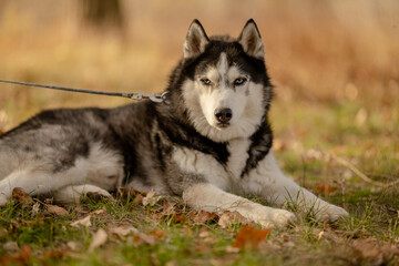 Walking with your favorite husky dogs in the park in autumn. Autumn walk in the park with your dog. © sergo321