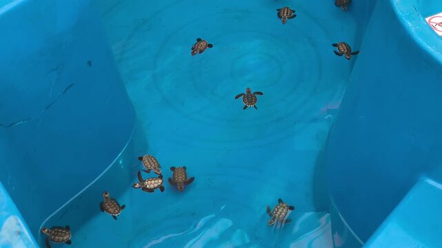 Newly hatched baby sea turtles swim in a temporary holding tank. They are raised safely until ready for ocean release, protecting them from predators to help boost the turtle population.