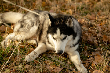 Walking with your favorite husky dogs in the park in autumn. Autumn walk in the park with your dog. © sergo321