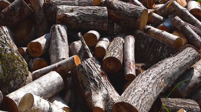 Large pile of freshly sawn birch and oak logs drying in the bright sunlight. Natural timber background showing wood texture, bark, and annual rings, ready for chopping and winter heating