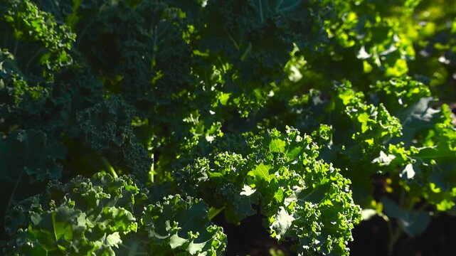 Close up of lush green kale leaves growing in a vegetable patch under the bright sun, with a gentle breeze rustling the foliage and beautiful highlights and shadows creating texture