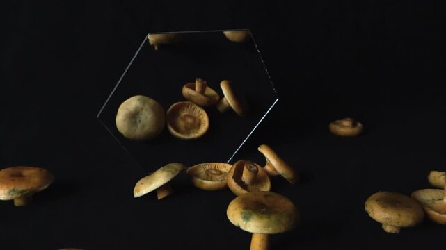 Dark still life scene of fresh edible saffron milkcap mushrooms scattered on a black surface, with their reflection appearing and disappearing in a hexagonal mirror moving through the frame